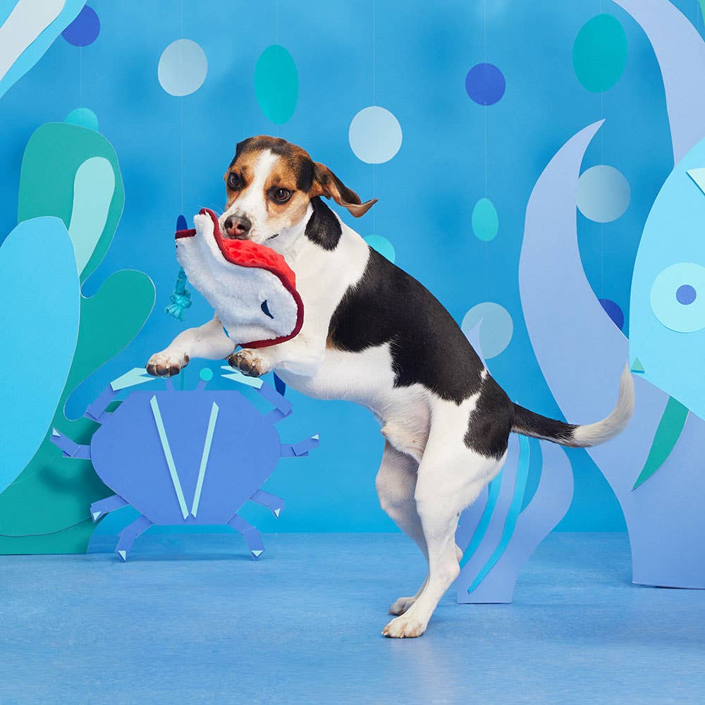Pet Palette Distribution - BARK Sting Crosby the Ray