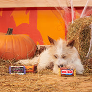 Pet Palette Distribution - BARK Howl-O-Ween Candy Plush Dog Toy