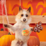Pet Palette Distribution - BARK Spookie Cookies Plush Dog Toy