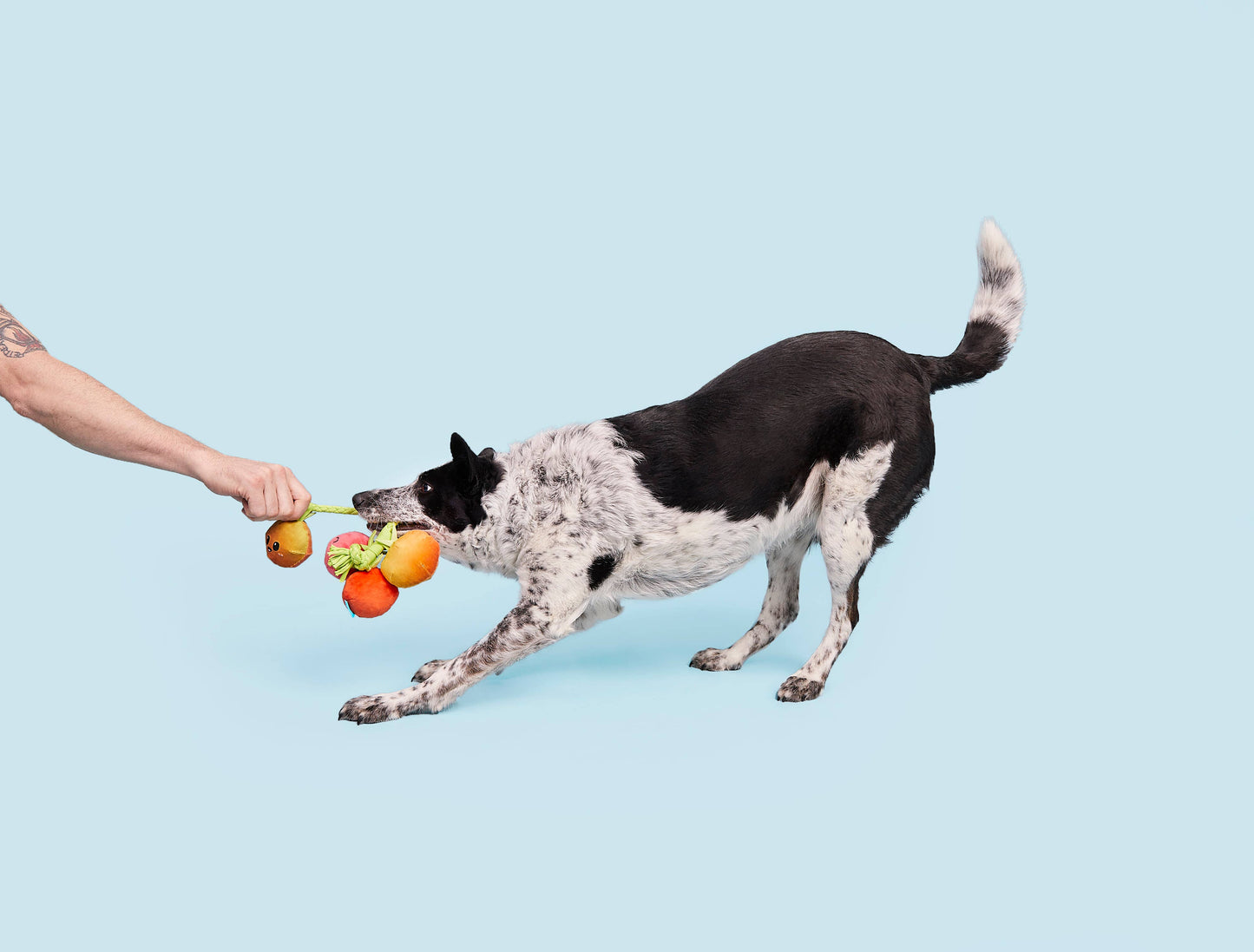 Pet Palette Distribution - BARK Hairloom Tomatoes Plush Dog Toy S/M