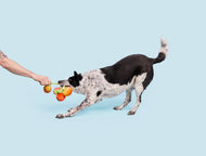 Pet Palette Distribution - BARK Hairloom Tomatoes Plush Dog Toy S/M