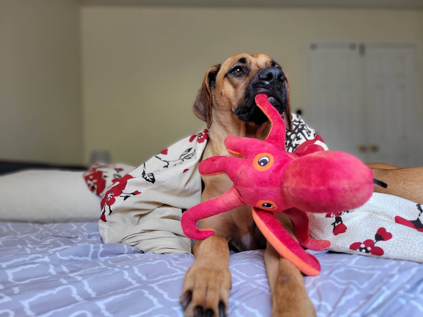Pet Palette Distribution - SnugArooz Olivia the Octopus Plush Dog Toy 11"