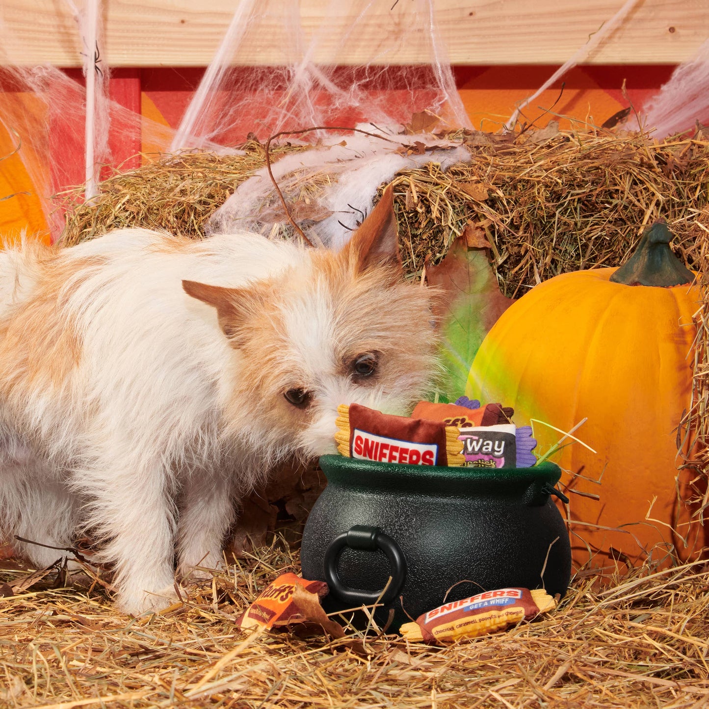 Pet Palette Distribution - BARK Howl-O-Ween Candy Plush Dog Toy